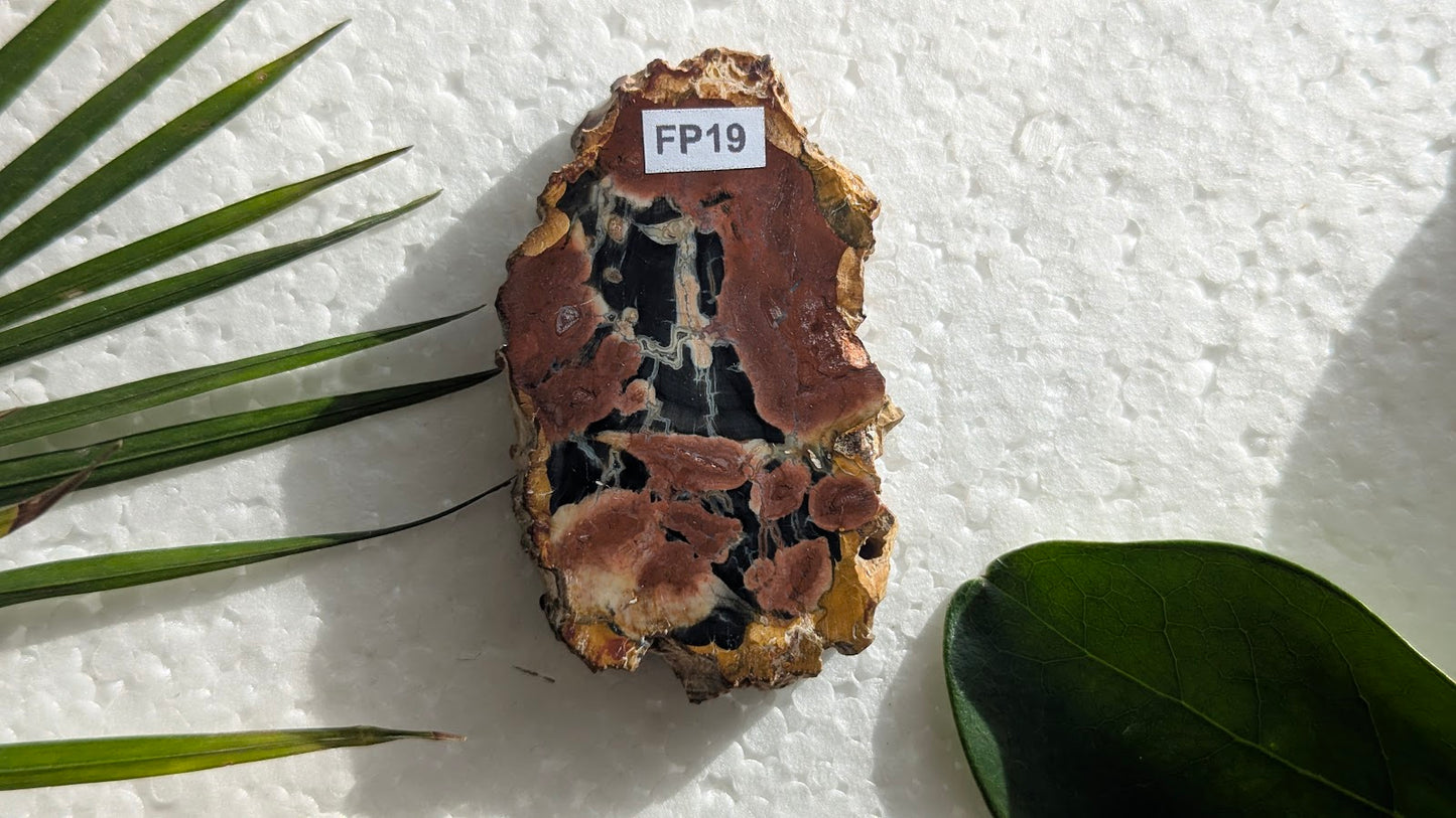 FP19 Bois fossilisé Face polie