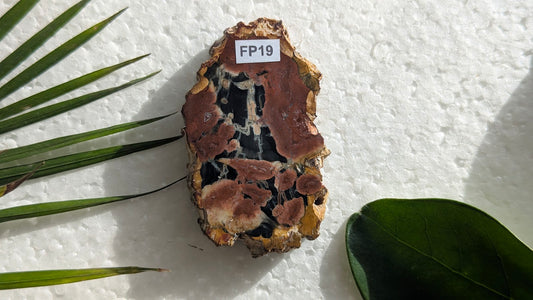 FP19 Bois fossilisé Face polie