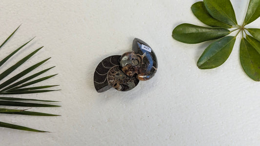 A27 Ammonite (paire)