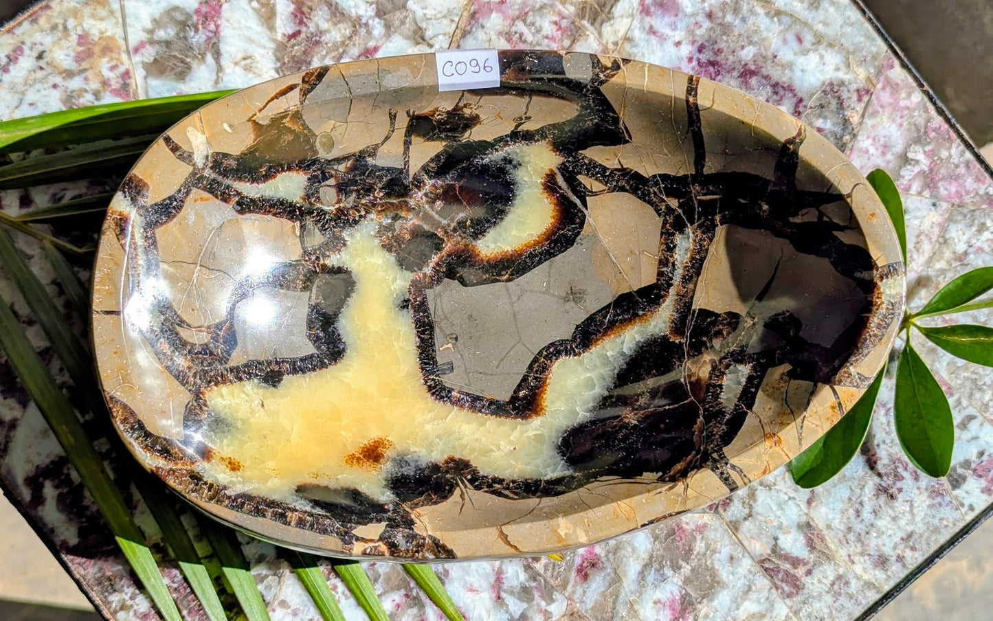 CO96 Septaria Coupelle