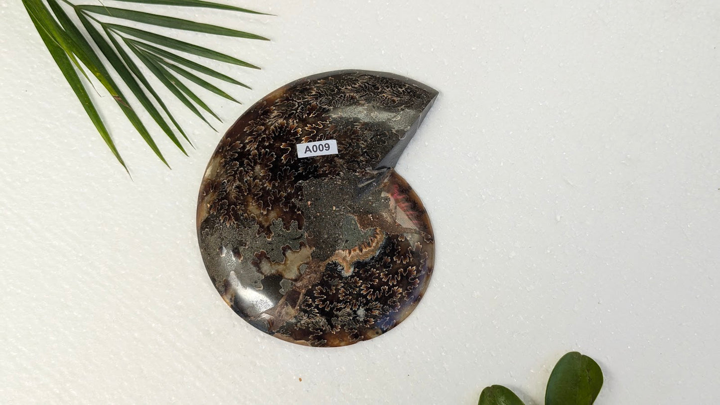 A009 Ammonite