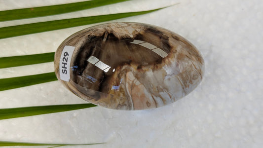 SH29 Bois fossilisé shiva