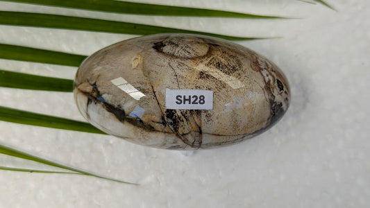 SH28 Bois fossilisé shiva