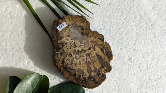 FP7 Bois fossilisé Face polie