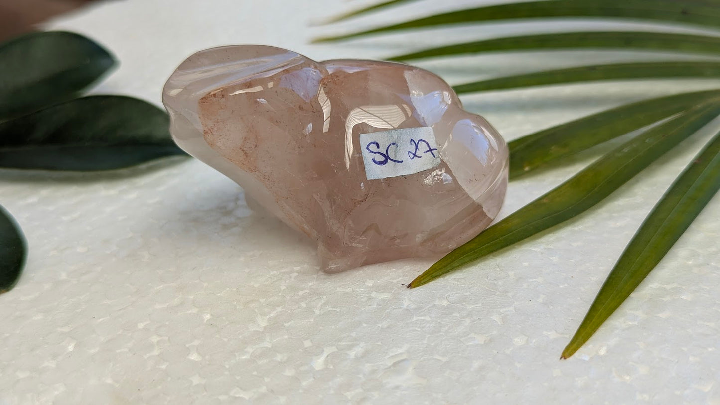 SC 27 hematoide grenouille
