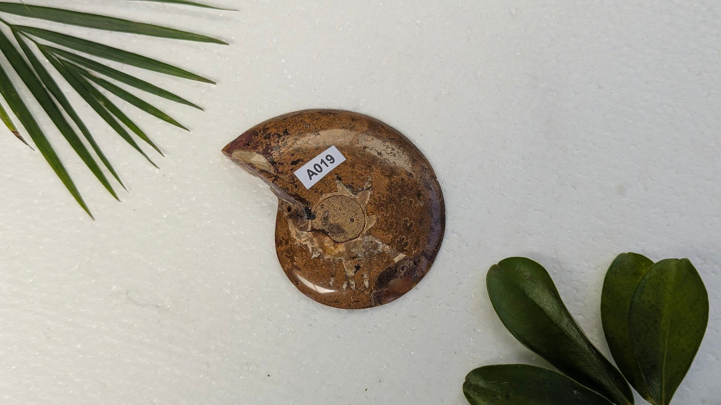 A019 Ammonite