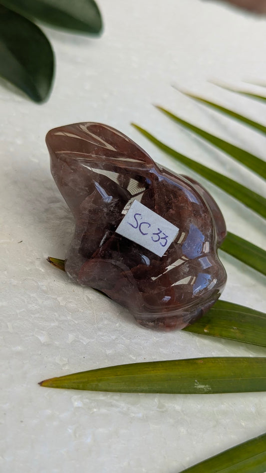 SC33 Hematoide grenouille