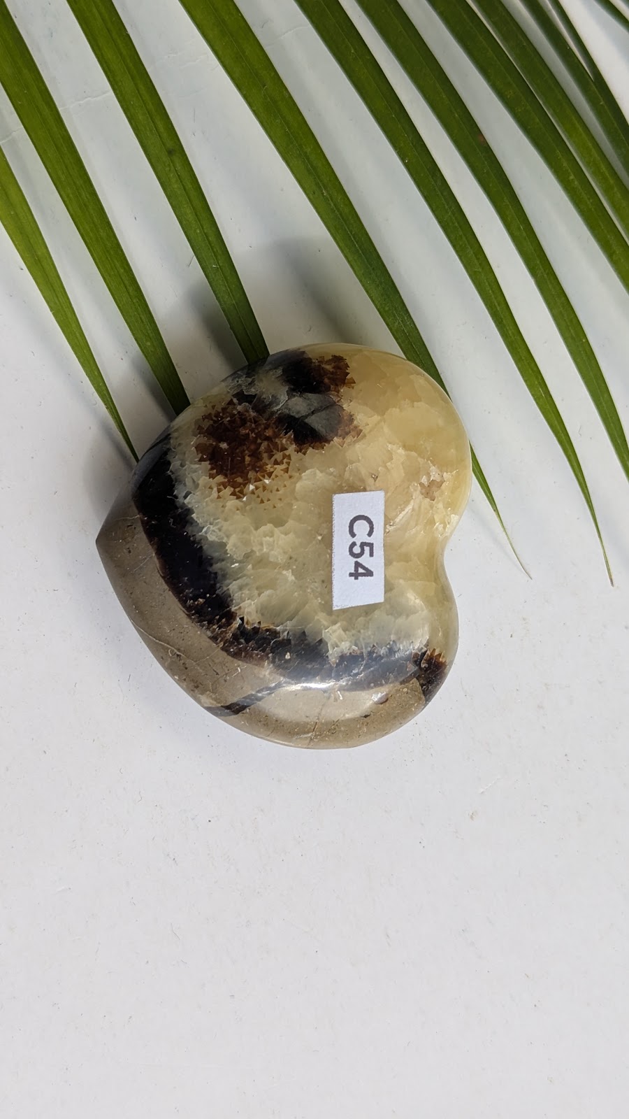 C54 Septaria Coeur
