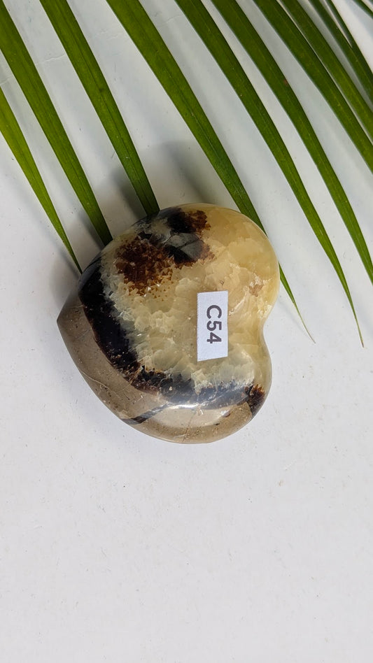 C54 Septaria Coeur