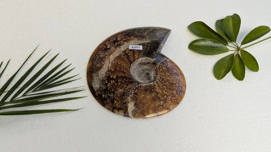 A007 Ammonite