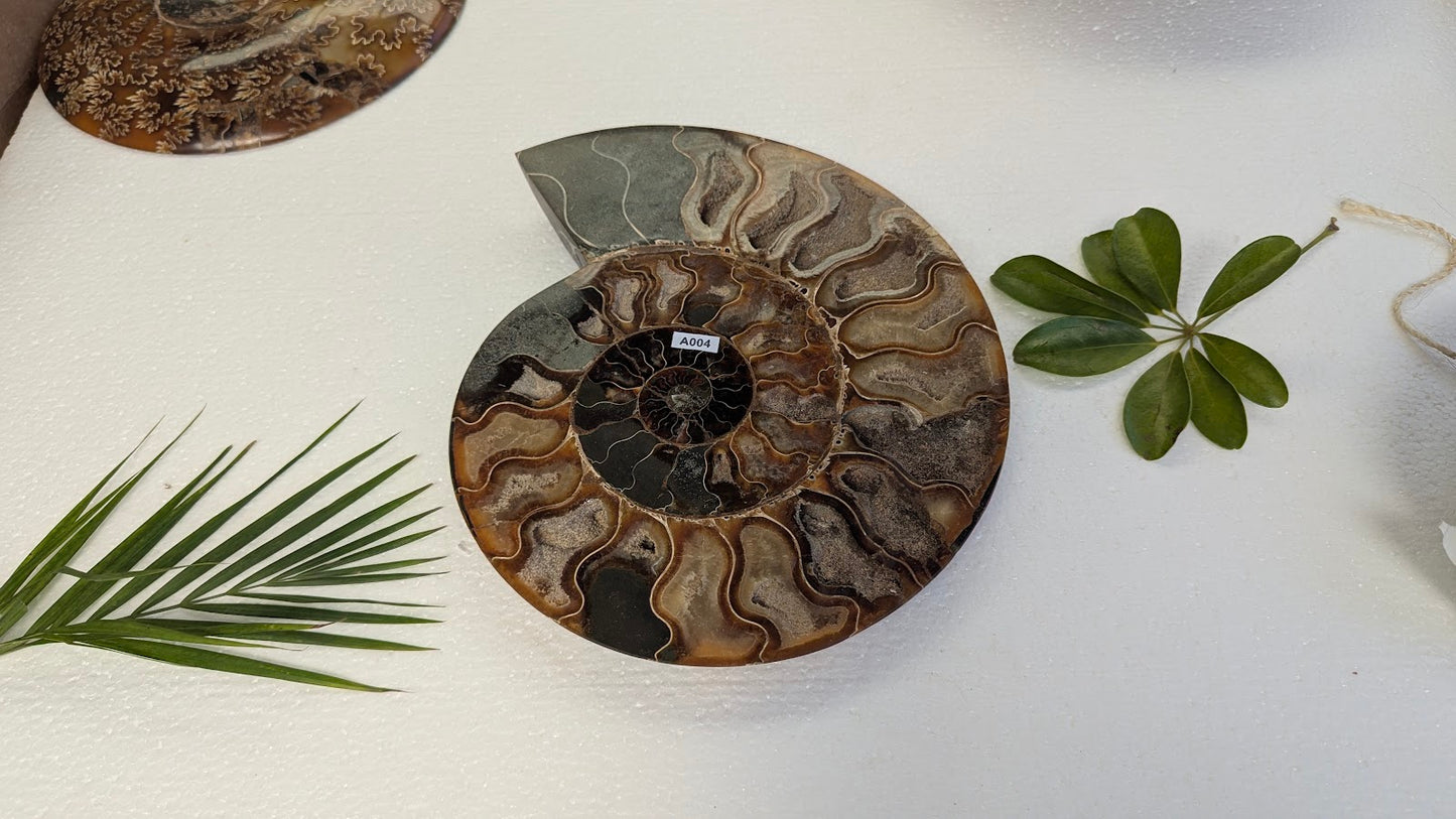 A004 Ammonite