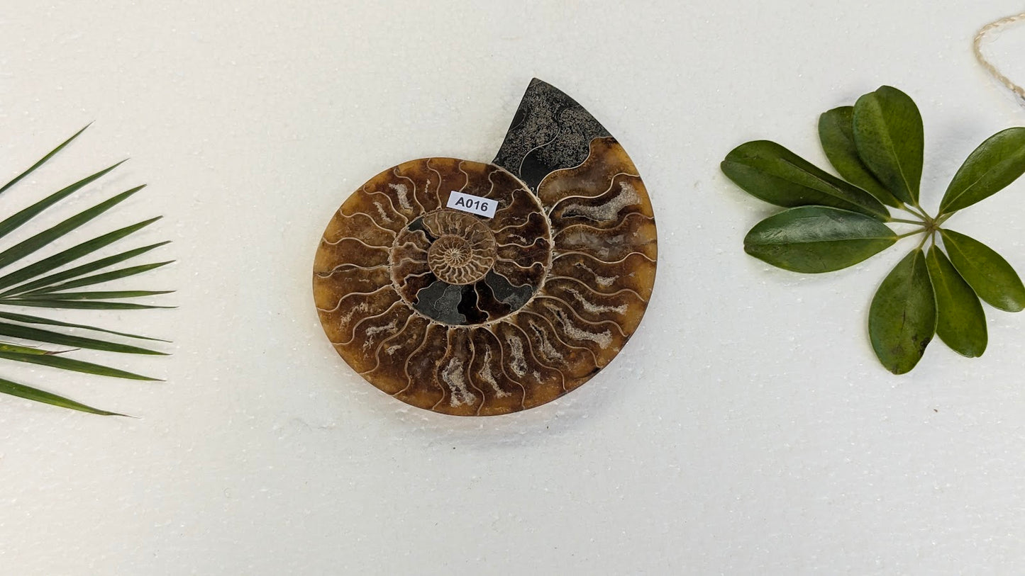 A016 Ammonite