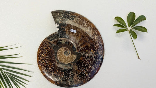 A001 Ammonite