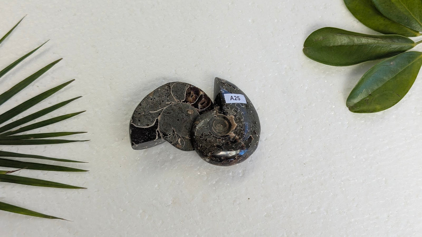 A25 Ammonite (paire)