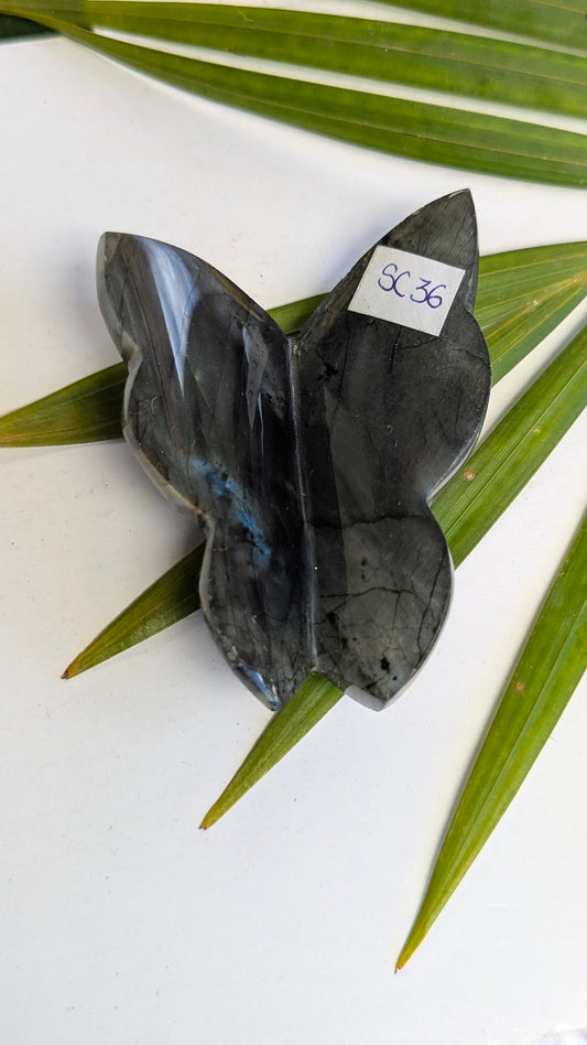SC36 Labradorite papillon