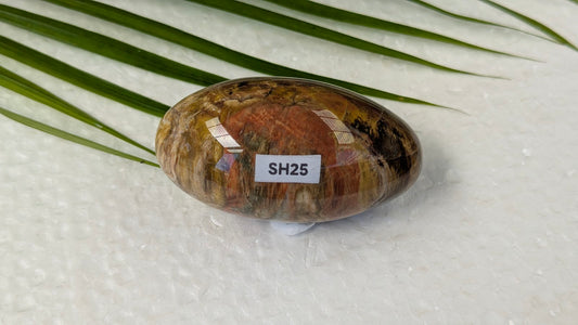 SH25 Bois fossilisé shiva