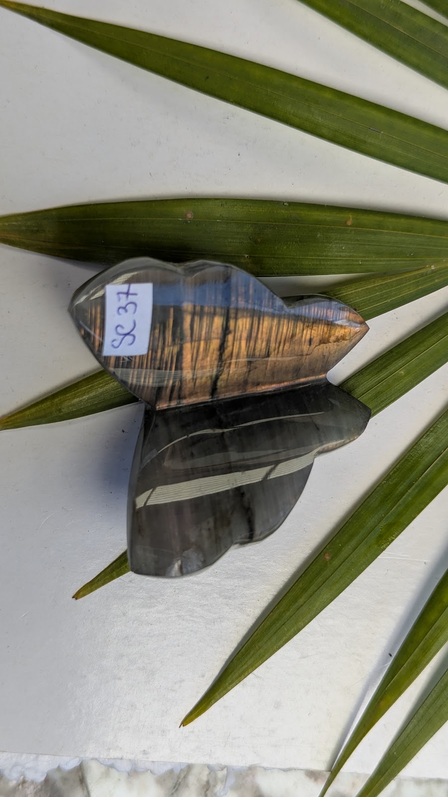 SC 37 Labradorite papillon