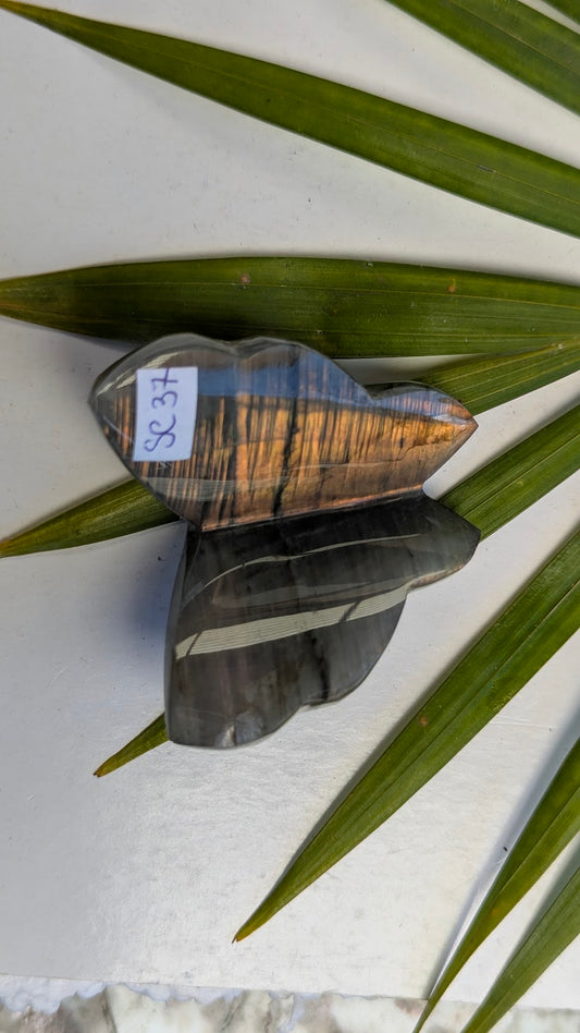 SC 37 Labradorite papillon