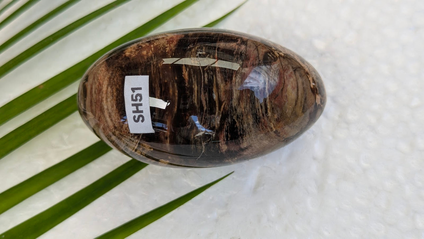 SH51 Bois fossilisé shiva