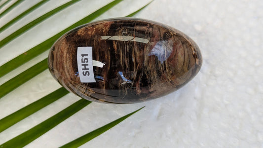 SH51 Bois fossilisé shiva
