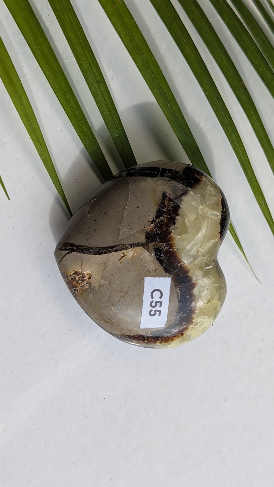 C55 Septaria Coeur