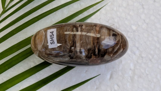 SH54 Bois fossilisé shiva