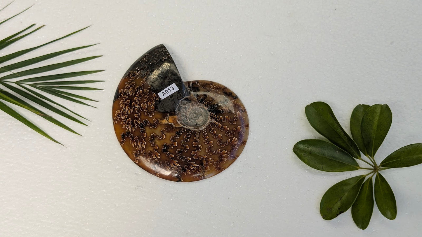 A013 Ammonite