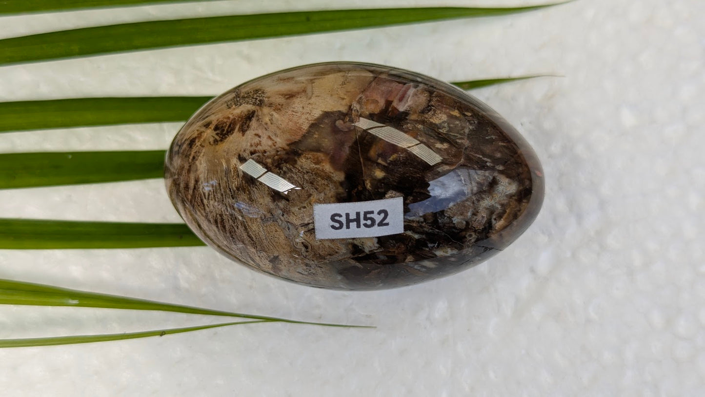SH52 Bois fossilisé shiva