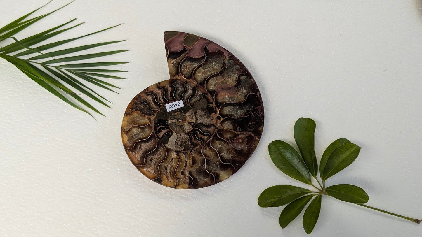A012 Ammonite