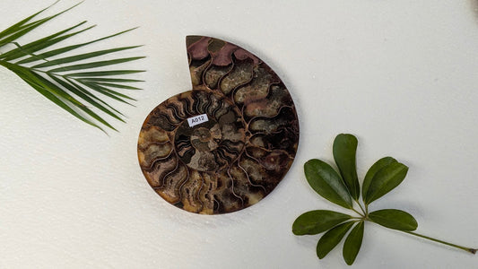 A012 Ammonite