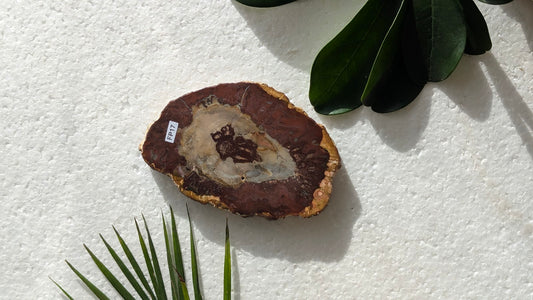 FP17 Bois fossilisé Face polie